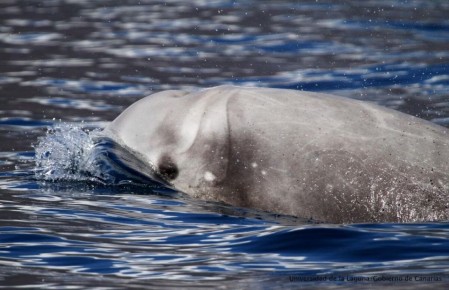 Подводные рекорды: кто задерживает дыхание дольше всех?