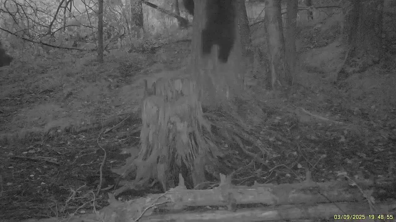 Медвежата запрыгнули на дерево в Саяно-Шушенском заповеднике