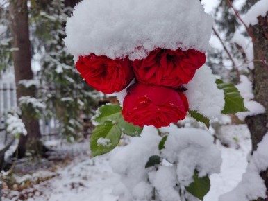 Как правильно укрыть розы: советы по уходу в зимний период