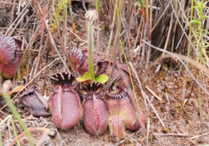 Цефалот: Как миниатюрный австралийский хищник охотится в тени