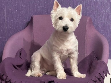 Как убрать шерсть и волосы с любых поверхностей: пылесос не понадобится