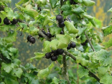 Как не допустить ошибок при уходе за саженцами: советы для успешного роста