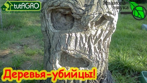 Опасные соседи: какие деревья могут разрушить ваш дом?