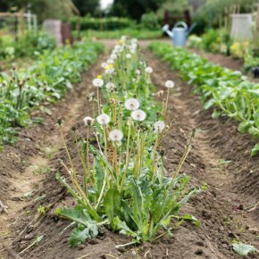 Умный корчеватель сорняков: как создать идеальный помощник для вашего сада