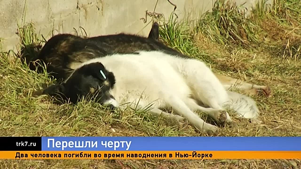 Режим повышенной готовности из-за собак отменили в Березовском районе