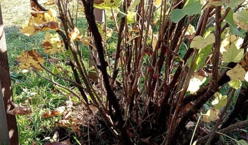 Как правильно подготовить смородину к зиме: осенние советы для необычного урожая