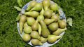 Груши созреют за один день: даже ничем опрыскивать не нужно