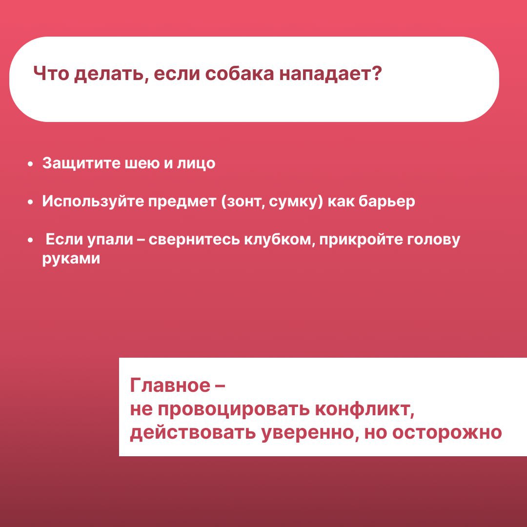 Как нужно себя вести при встрече с безнадзорными собаками? Как нужно себя вести при встрече с безнадзорными собаками?
