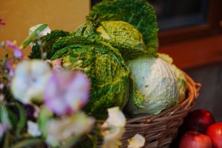 Как правильно выбрать средства для обработки растений: полезные советы