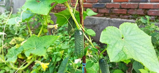 Как добиться выдающегося урожая огурцов: секреты успешного огородника