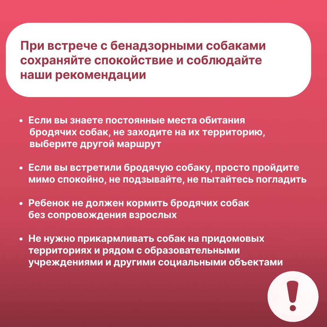 Как нужно себя вести при встрече с безнадзорными собаками? Как нужно себя вести при встрече с безнадзорными собаками?