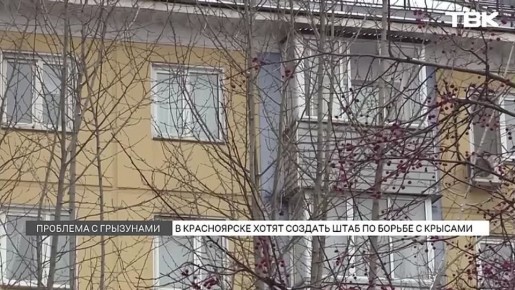 Штаб по борьбе с крысами предложили создать в Красноярске