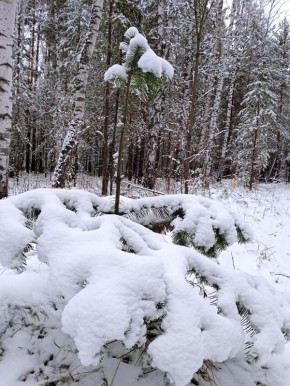 «Робкие шаги зимы слышатся в городе. Но за городом она уже вступила в свои права»