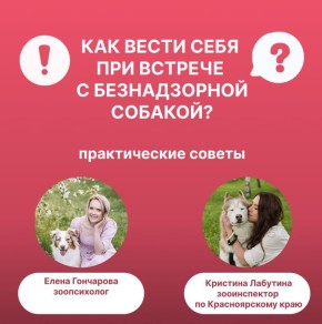 Как нужно себя вести при встрече с безнадзорными собаками?
