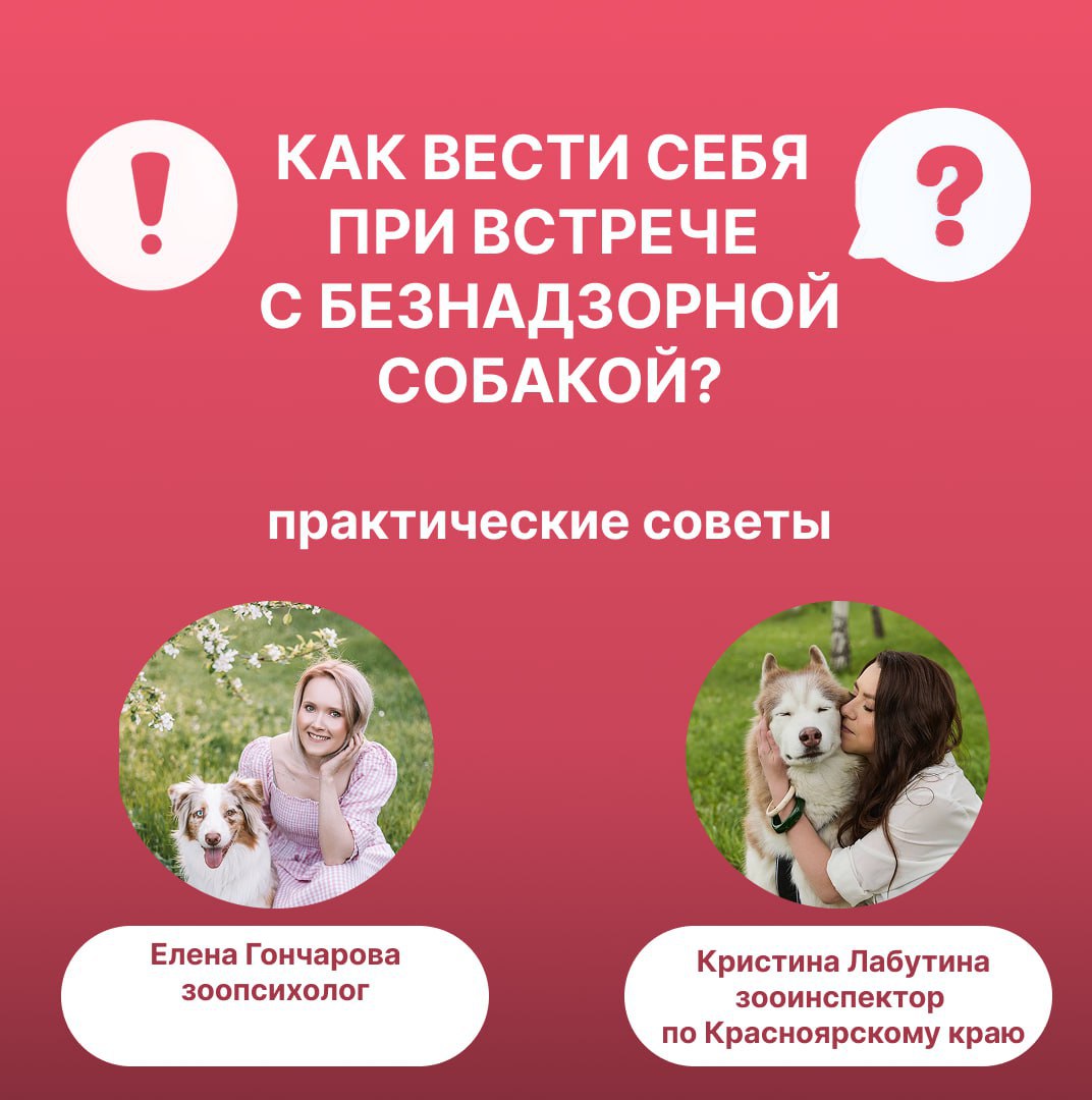 Как нужно себя вести при встрече с безнадзорными собаками?