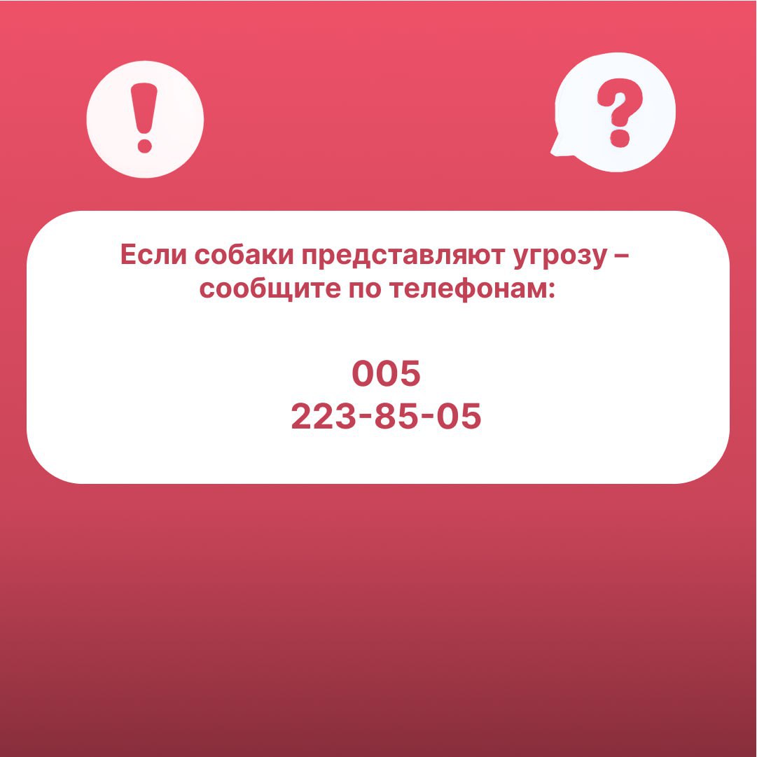 Как нужно себя вести при встрече с безнадзорными собаками? Как нужно себя вести при встрече с безнадзорными собаками?