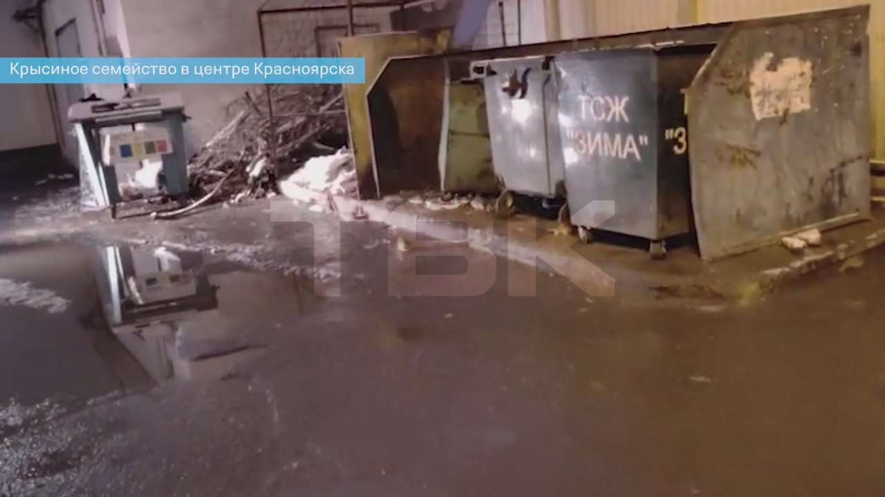 «Крысы разбежались как тараканы»