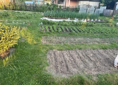 Сода в огороде: два универсальных применения для дачников