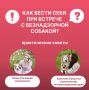 Как нужно себя вести при встрече с безнадзорными собаками?