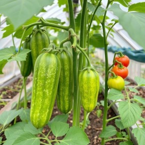 Как вырастить огурцы и помидоры в одной теплице без лишних потерь?