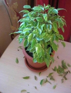 Почему фикус Бенджамина теряет листья и как это исправить