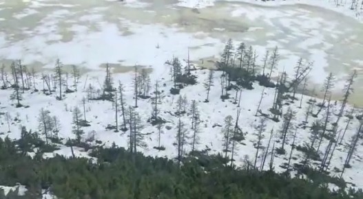 Авиазвеном Лесопожарного центра в Эвенкийском районе замечен медведь, не впавший в спячку