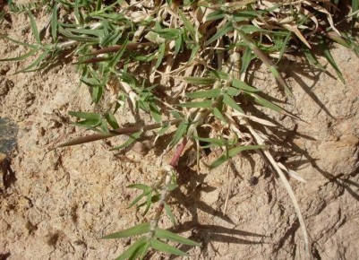 Сорняки: ваши неоценимые помощники в определении качества почвы