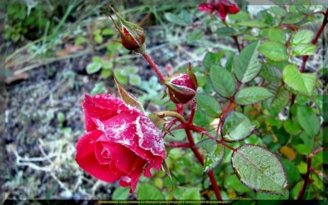 Осенние заботы о розах: от обрезки до укрытия