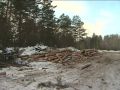В Большемуртинском районе осудили чёрных лесорубов