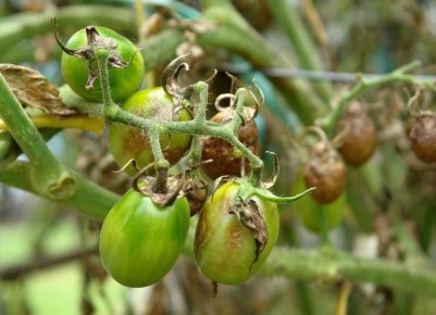 Эффективные средства против фитофтороза