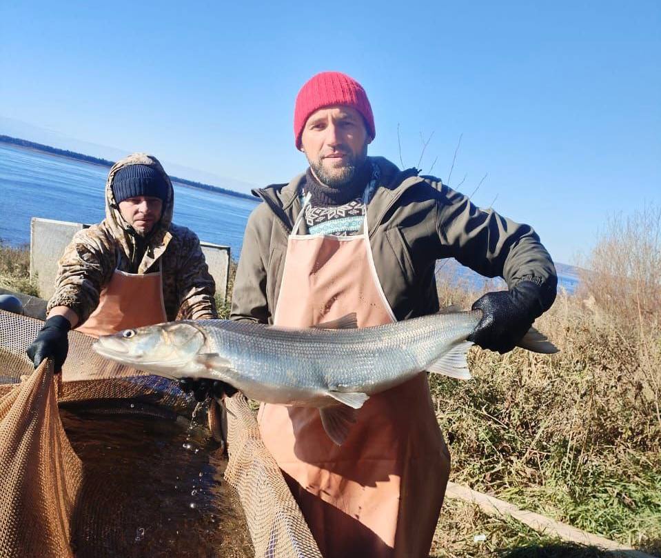Икра северной нельмы отправилась на инкубацию для восстановления популяции Икра северной нельмы отправилась на инкубацию для восстановления популяции