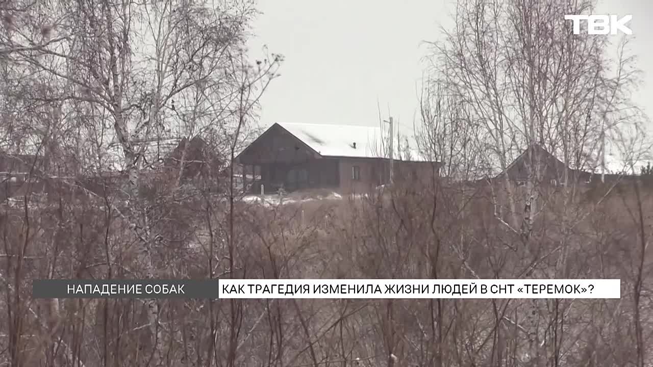 Бродячих собак до сих пор не отловили в СНТ «Теремок» после гибели 10-летнего мальчика