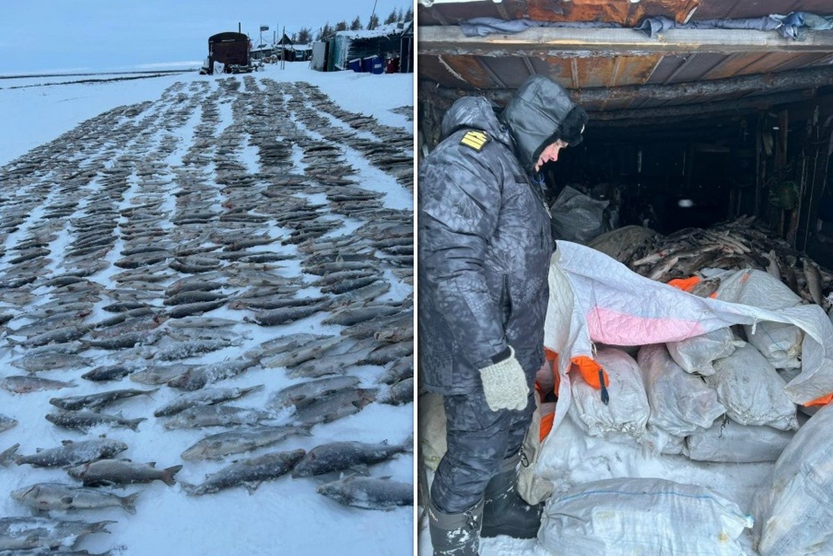 В конце октября в бассейне реки Хатанги прошел рейд с участием госинспектора Таймырского отдела госконтроля Росрыболовства и сотрудников пограничного управления ФСБ России
