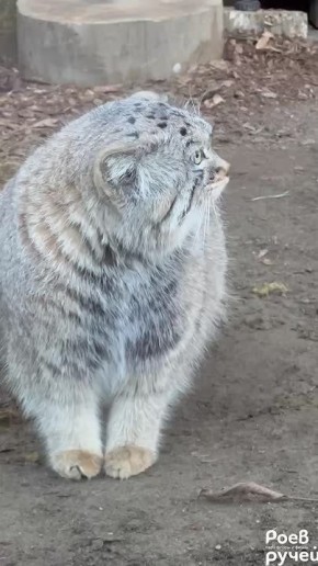 Манул Борис из красноярского «Роева ручья» за месяц прибавил 750 граммов