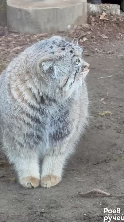 Манул Борис из красноярского «Роева ручья» за месяц прибавил 750 граммов