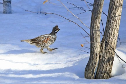 Важный рябчик шагает по своим рябчиковым делам