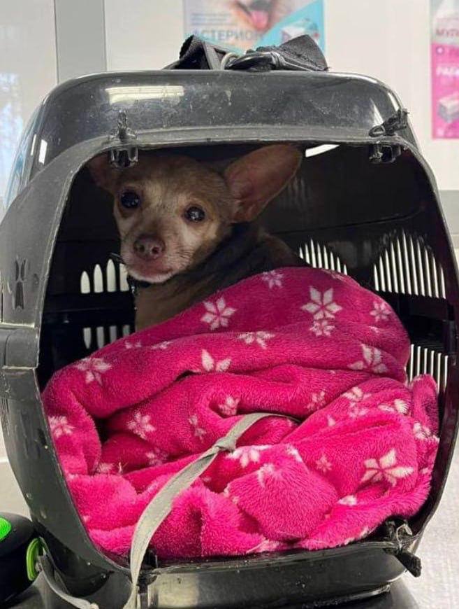 В Новосибирске лиса напала на девушку во дворе жилого дома В Новосибирске лиса напала на девушку во дворе жилого дома