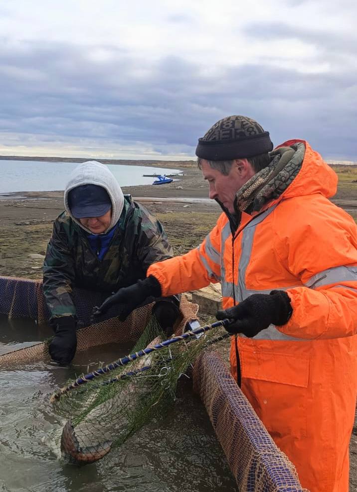 Икра северной нельмы отправилась на инкубацию для восстановления популяции Икра северной нельмы отправилась на инкубацию для восстановления популяции