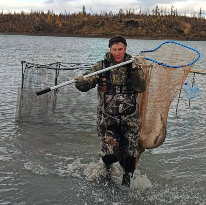 Икра северной нельмы отправилась на инкубацию для восстановления популяции Икра северной нельмы отправилась на инкубацию для восстановления популяции