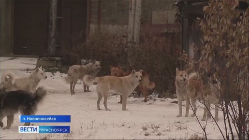 Стаи бездомных собак терроризируют жителей Лесосибирска