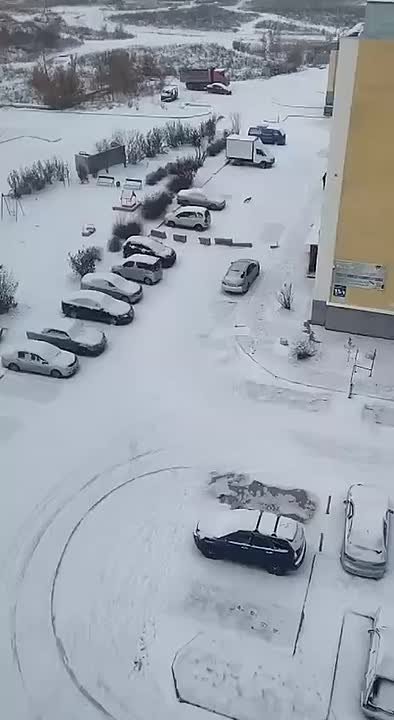 В Новосибирске лиса напала на девушку во дворе жилого дома