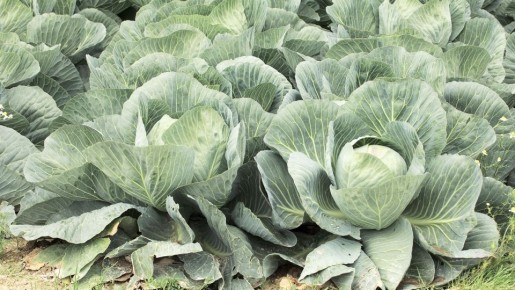 Эти две хитрости отлично сохранят белокочанную капусту: останется свежей до самой весны