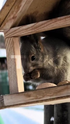 Доброе утро на даче – белка пришла угоститься вкусностями из кормушки