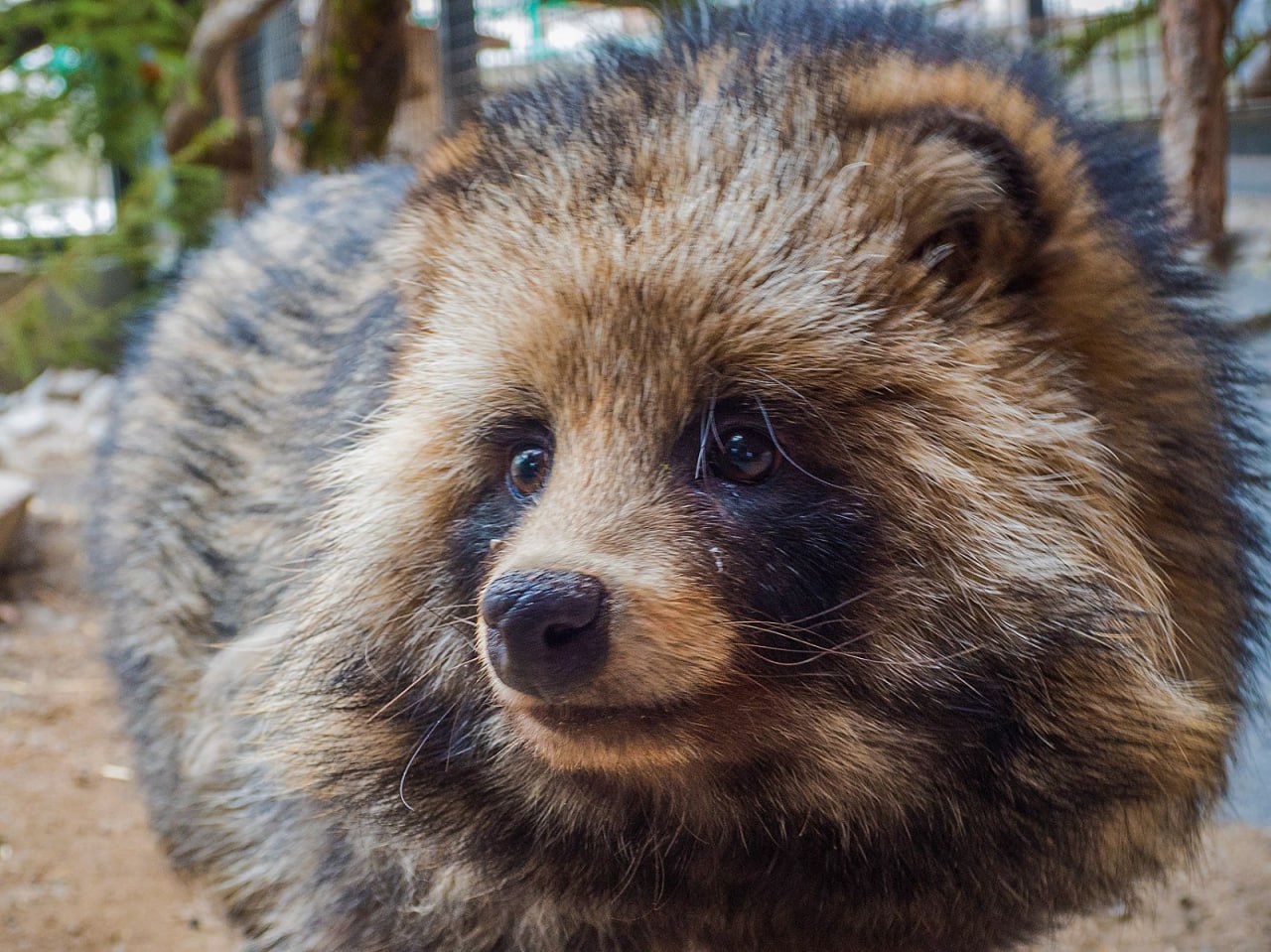 История спасения Фунтика. В одном из вольеров «Роева ручья» рядом с лисами и норками жил-был Фунтик