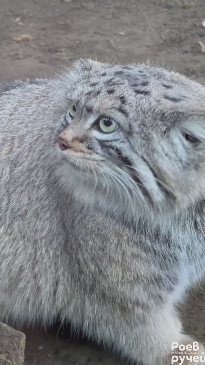 По утрам в будни мы все немного манул Борис: так же растерянно ходим по дому в поисках кофе и ответов на вопросы