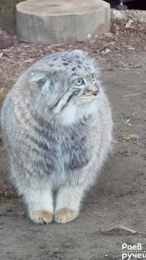 Утренний Борис желает всем хороших выходных