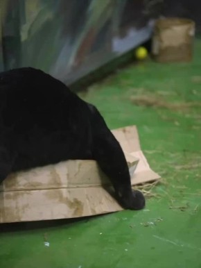 Опасного хищника показали в новосибирском зоопарке