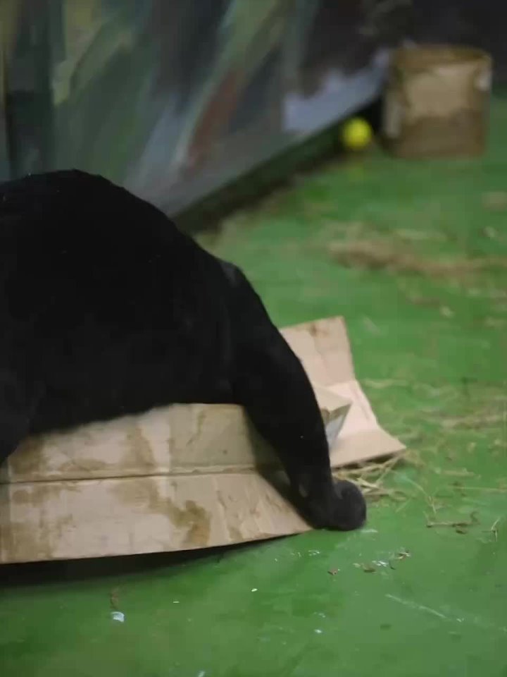 Опасного хищника показали в новосибирском зоопарке