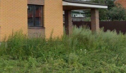 Как эффективно справиться с сорняками: секреты идеального сада