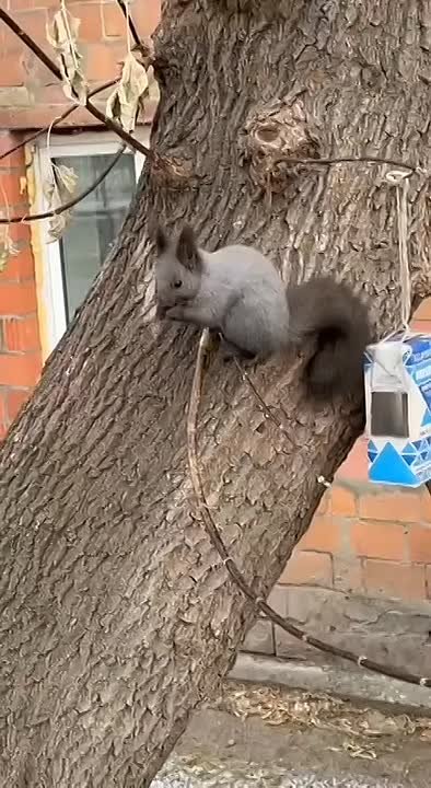 Необычную гостью встретили жители улицы Красномосковская в субботнее утро